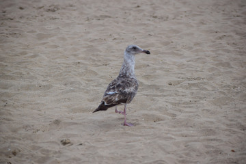 Brown seagull in the sand