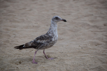 Brown seagull in the sand