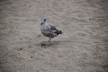 Brown seagull in the sand