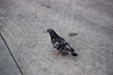 Pigeon on concrete