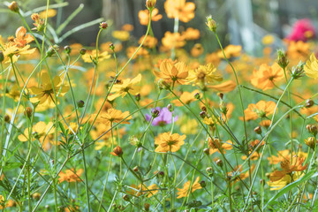 A Cluster of Cosmic Yellow Cosmos Flower in the Garden