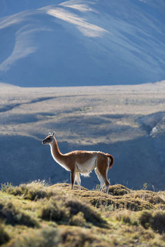 Guanacos in Torres del Paine, Chile.