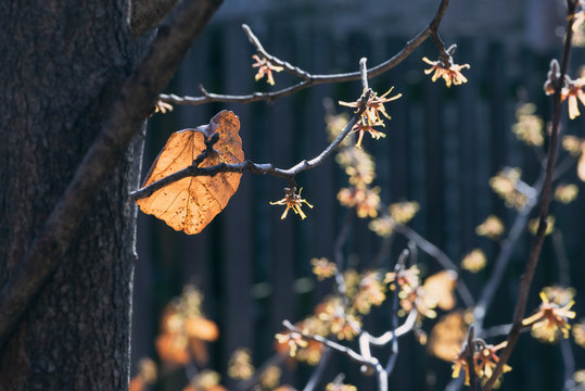 Yellow Witch Hazel Flowers Blooming In The Winter