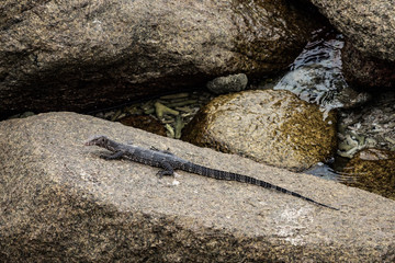 lizard on the rock