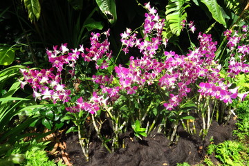 Buisson d'orchidées  blanches et rouges