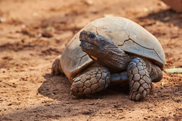 the big a land turtle