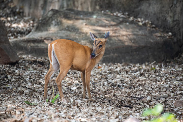 the chamois in wildlife