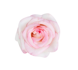 Fototapeta na wymiar Colorful pink rose flowers blooming top view isolated on white background , beautiful natural patterns