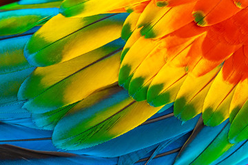 Colorful macaw parrot feathers with red yellow orange blue for nature background © junce11