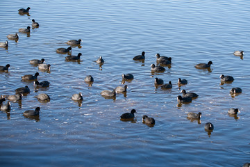 Sakarmeke » Eurasian Coot » Fulica atra