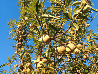 Yellow ripe fruit among the leaves. Almonds ripening on the tree under the sun of Spain. EU fruit industry. Contrast of natural colors of the leaves and the calm blue sky. Nutritious Natural food.