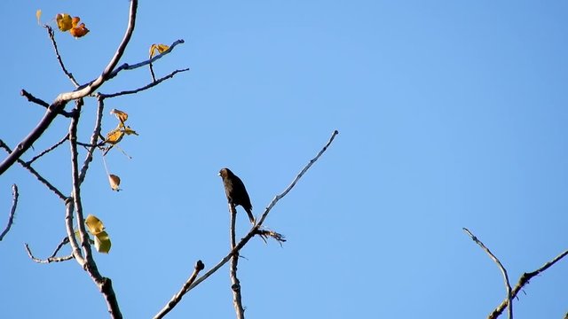 4K Black Crow Standing On Perch Branch On Top Of Tree With Clear Blue Sky