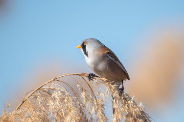 Bıyıklı baştankara » Panurus biarmicus » Bearded Reedling