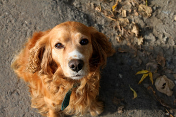 english cocker spaniel
