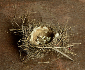 Old bird's nest