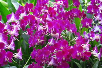 Buisson d'orchidees mauves 