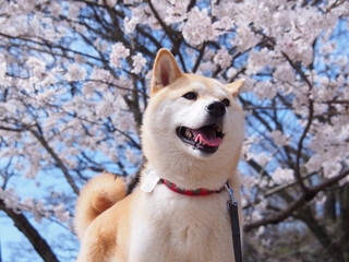 桜と犬