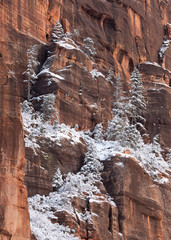 Snow covered ponderosa pines grow on the ledges of a red sandstone cliff in Zion national park.