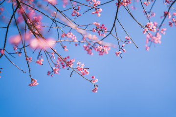 Spring blossom pink flowers Beautiful nature 