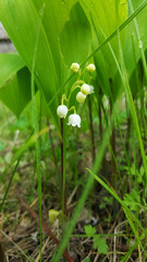 a sprig of lily of the valley with flowers on the background of leaves and grass