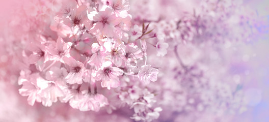 Pink blooming cherry flowers background