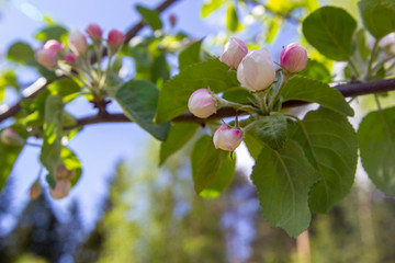 Branches of blossoming apple tree against background of blue sky and white clouds, pink sakura flowers on light blue pastel colors background.