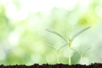 Young plant in the morning light on nature background, New life concept