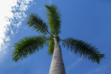 betel palm on blue sky and cloud background,