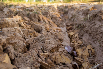 digging in the garden