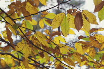 Beautiful Tree Leaves at Autumn Time