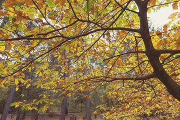Fototapeta na wymiar Beautiful Tree Leaves at Autumn Time
