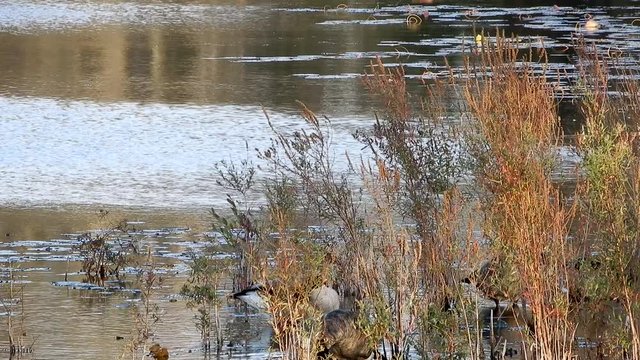 4K Ducks Foraging For Food Behind Tall Grass In Lake