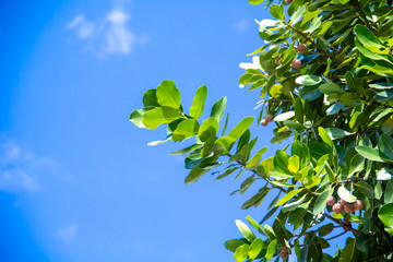 Green tree in left on blue sky and cloud background.