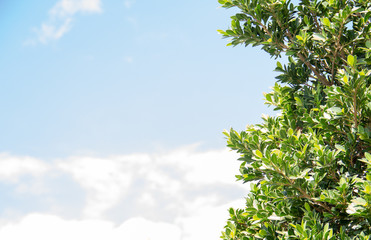 Green tree in left on blue sky and cloud background.