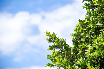 Green tree in left on blue sky and cloud background.