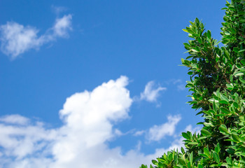 Green tree in left on blue sky and cloud background.