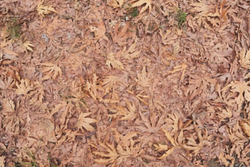 Beautiful Fallen Leaves at Autumn Time