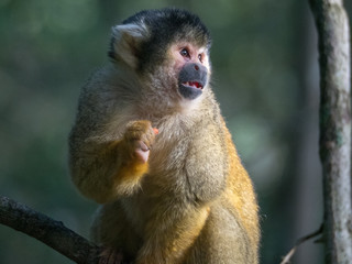 Squirrel Monkey