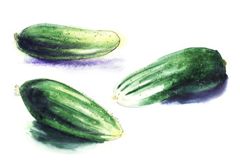 Green fresh cucumber. Set of three hand drawn watercolor illustration on a textured paper. Isolate on a hite background.