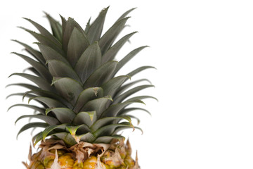 Cute Mini Exotic Organic Pineapple Fruit Top