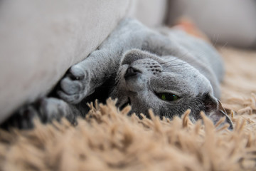 Russian Blue Cat © Arkadiusz Baczyk