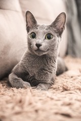 Russian Blue Cat © Arkadiusz Baczyk
