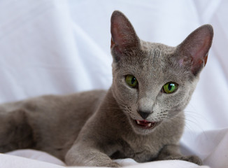 Russian Blue Cat © Arkadiusz Baczyk