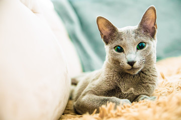 Russian Blue Cat © Arkadiusz Baczyk