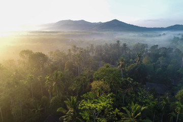 Morning sunrise tropical rainforest with fog