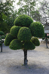 Fototapeta na wymiar Round garden decoration tree.