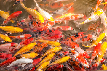 Obraz na płótnie Canvas The colorful of koi fish.