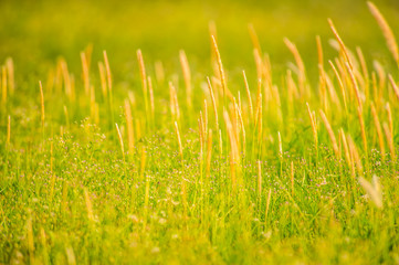 Meadow in front of my house
