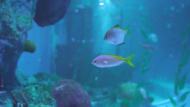 Snubnose pompano fish (Scomber falcatus) in water