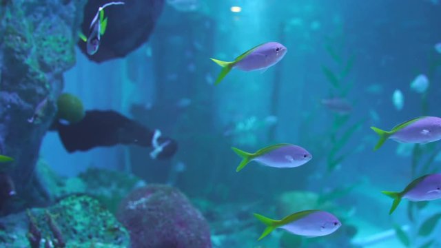 Ray fish and Snubnose pompano fish and Longfin banner fish in water